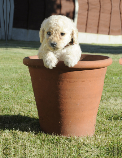 pet portrait photography