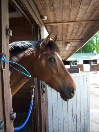 freelance riding instructor equine behaviour specialist
