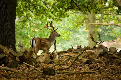 Ethical &amp; Sustainable Deer Stalking