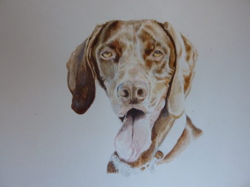 'Scout' - commissioned watercolour pet portrait