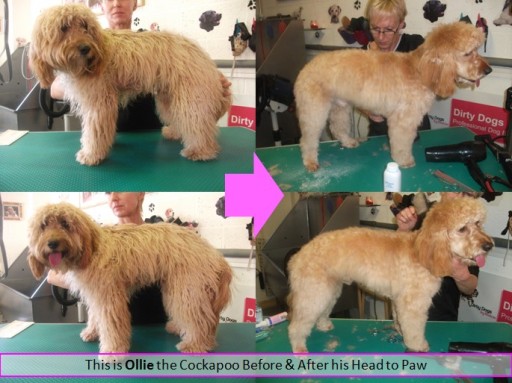 Ollie The CockerPoo