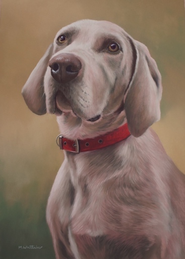 Original Pet Portrait Painting of Bella, Weimaraner