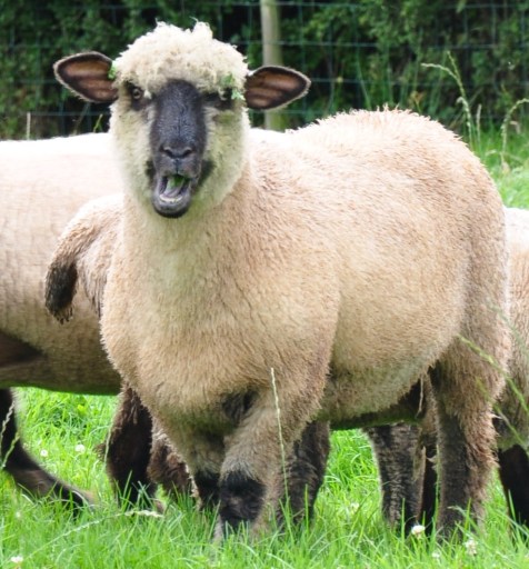 Rare breed Oxford Down sheep