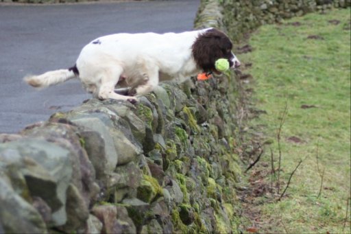 English Springer Spaniel Rowtonwoodspaniels.co.uk