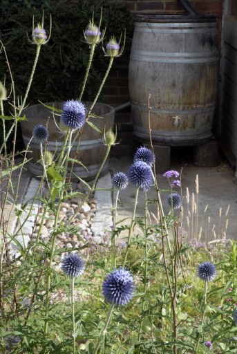 Rainwater Collection / Wildlife Gardens