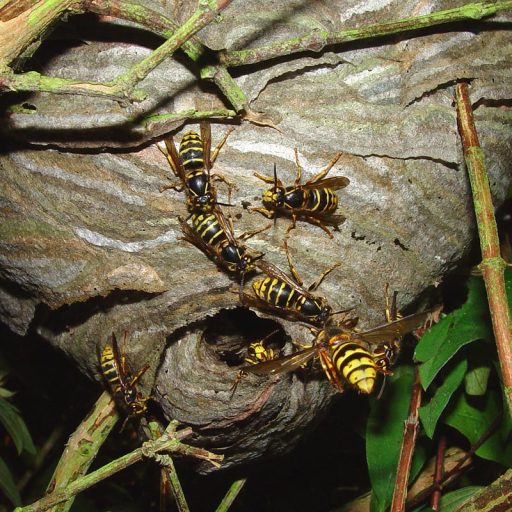 Wasp Nest Removal Leeds, Bradford and Wakefield