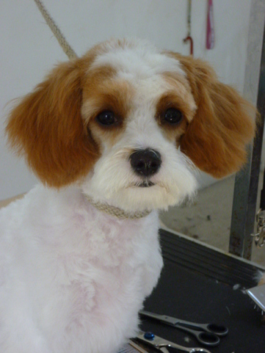 Lolly - a young Cavapoo