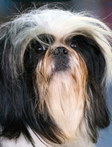I ned a shampoo.
