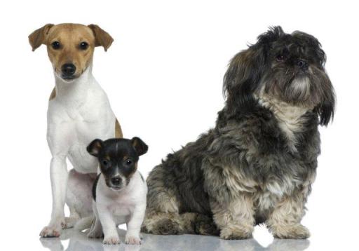 Bertie Dog Training Leicester and Market Harborough