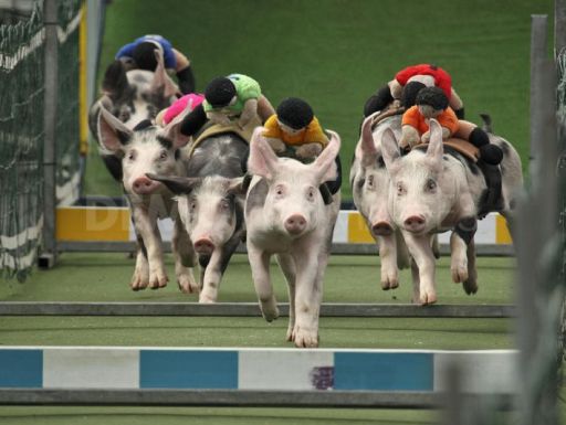 Piggy Racing