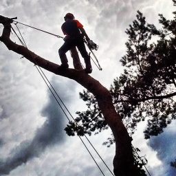 Peter Hart Tree Services - Tree surgeons in Dorset