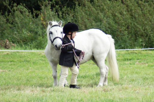 Horse Show