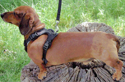 The perfect fit harness