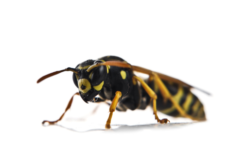 Wasp removal
