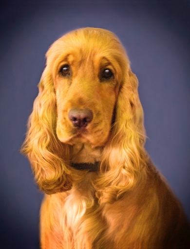 A well Groomed Dog.