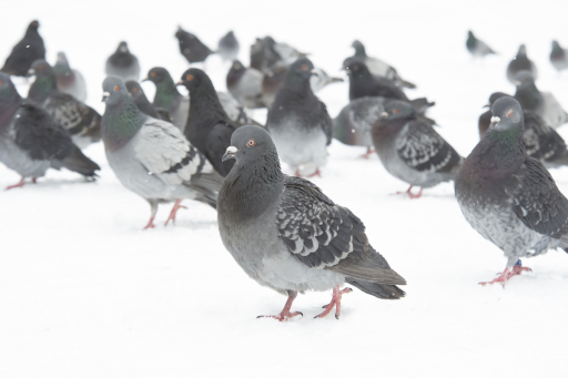 Bird & pigeon control