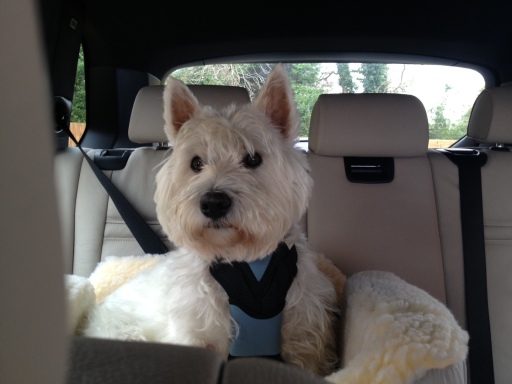 Alfie sat proudly wearing his new Bergan Car Safety Harness and sat in his New Snoozer Booster Seat