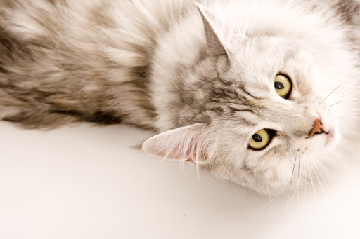 RYDALMAINE MAINE COONS