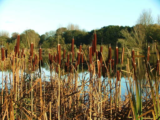 Environmental planning from planning applications through to completion