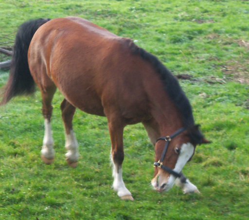 equine behaviour consultant, instructor and trainer