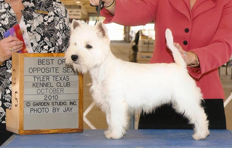 types of big wild cats