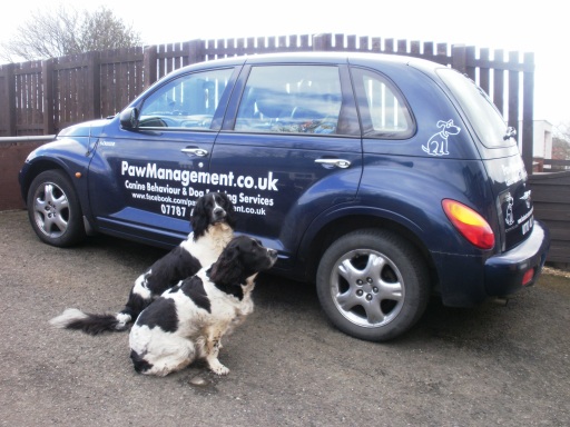 dog training and behaviourist services