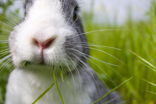 Natural bunny rabbit munching grass