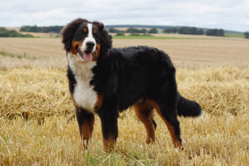 Fergus absolutely stunning