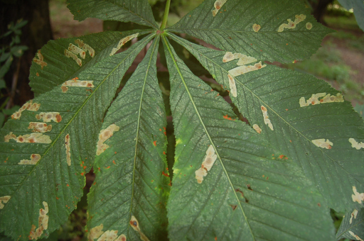 Horse Chestnut leaf minor (Cameraria ohridella)