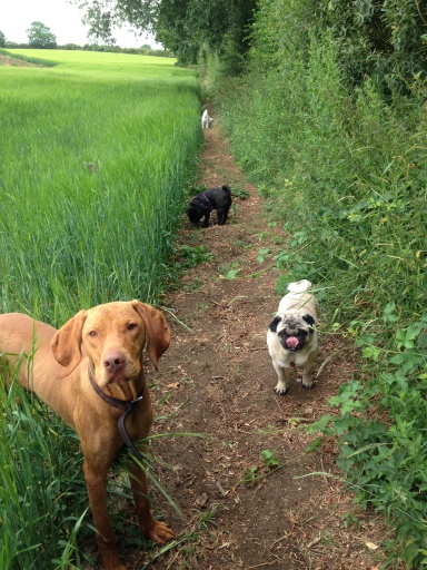 Buszke and the Pugs