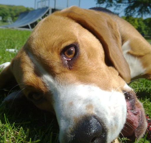 Murphy just relaxing after a good long walk with Dogged Devotion