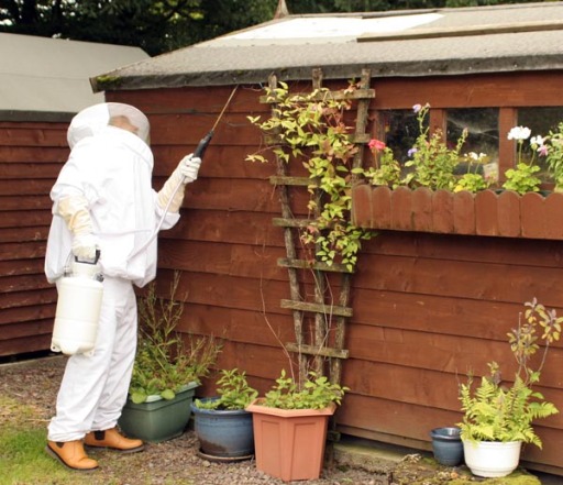 Wasp Extermination