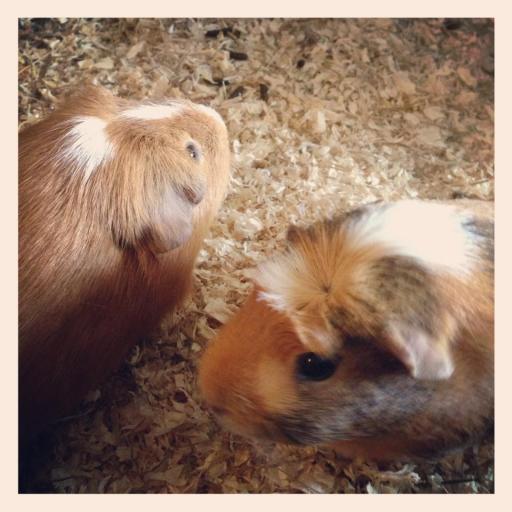 Small Pet Sitting Witham