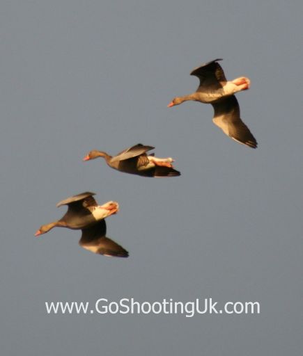 Greylag geese