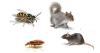 Pest Control Coventry