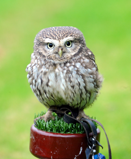 Houdini the Little Owl behaving himself for once