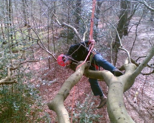 Tree climbing expertise