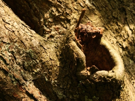 bat surveys and climbed inspections