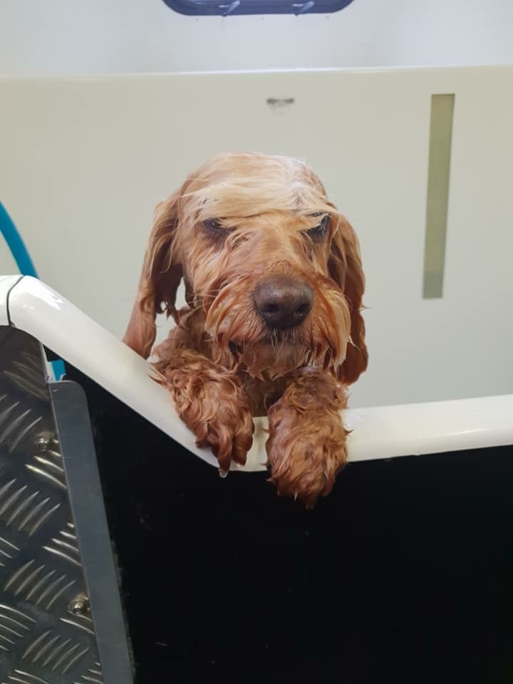 Jim's Dog Wash Harrington Park Gregory Hills, 2257