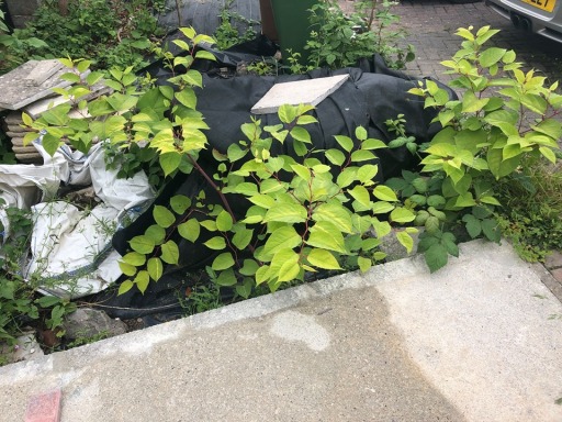 Japanese Knotweed Somerset