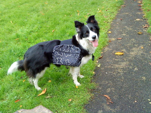 Back-pack walking - extra physical exercise for energetic dogs
