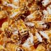 Pest Control Mountain Creek