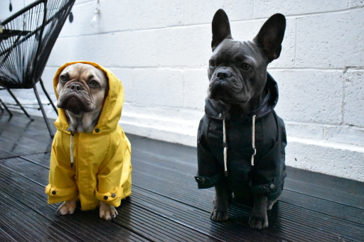 Designer dog raincoat
