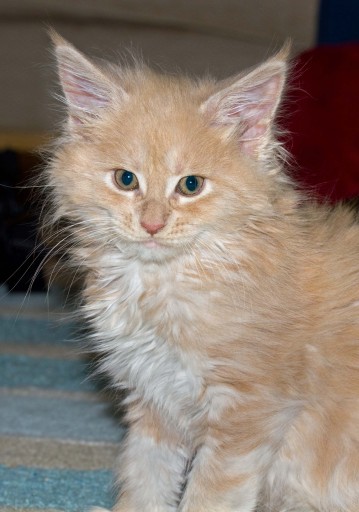 Rydalmaine Roxanne Kitten at 9 weeks old