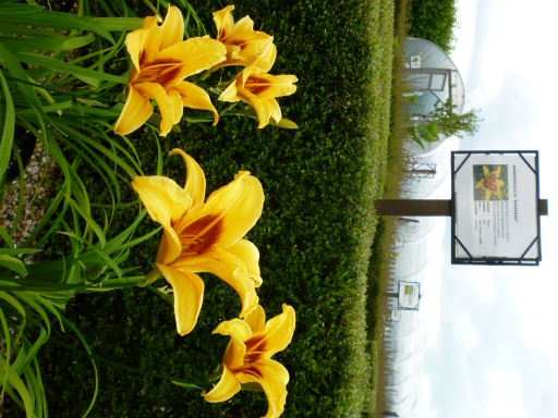 Hemerocallis