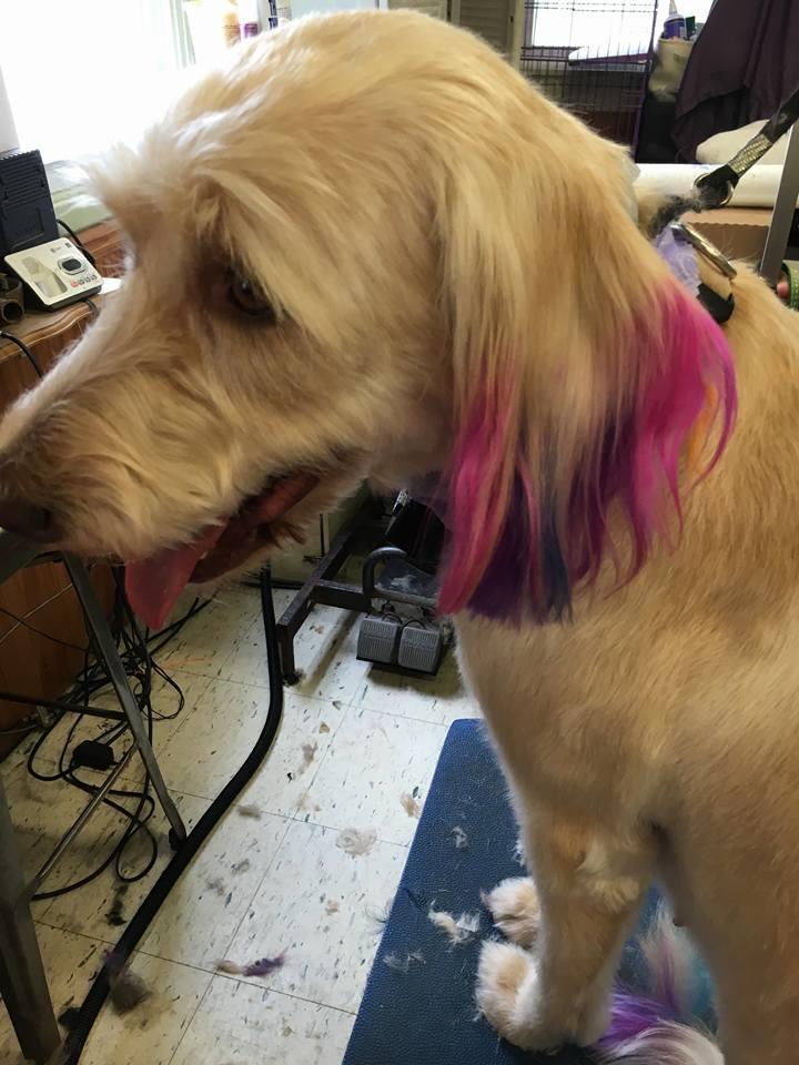 Best Friends Doggie Day Spa