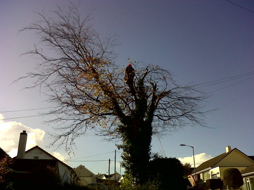 Crown reduction - pruning back branches to create a smaller tree.