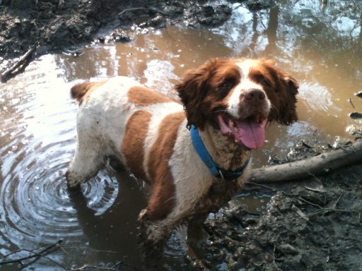 Kent dog training - Alfie