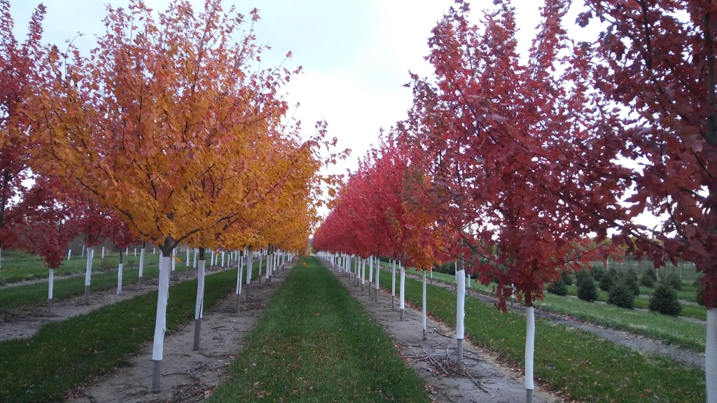 Kahnke Brothers Tree Farm 10603 Boone Road, Plato, MN, Minnesota, 55370