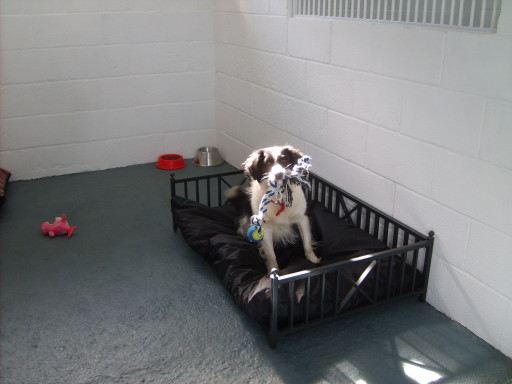 VIP Dog Motel - boarding kennels - Workington, Cumbria.